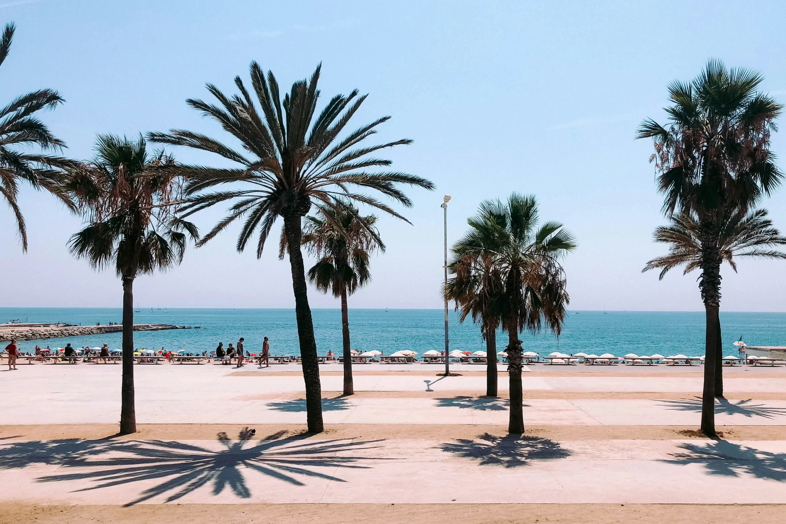 Palm trees lining Barceloneta Beach in Barcelona.
